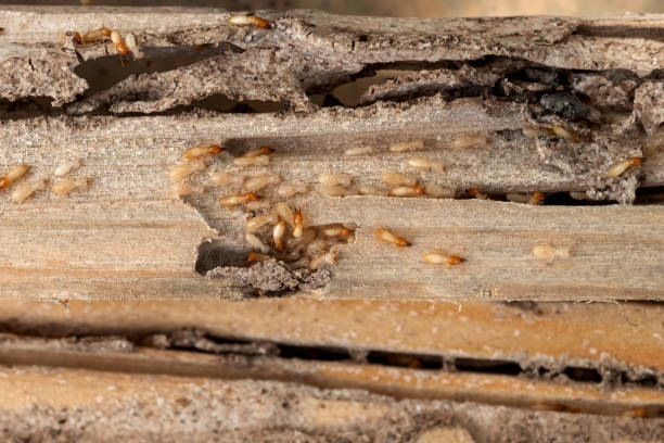 Best Wasp Removal Services  in Beaverton, OR